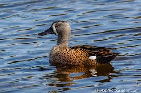 Attēlu rezultāti vaicājumam “Anseriformes”