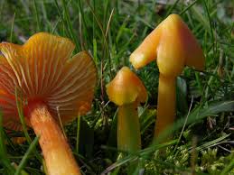Attēlu rezultāti vaicājumam “Hygrocybe acutoconica”