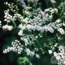 Attēlu rezultāti vaicājumam “Conioselinum tataricum”