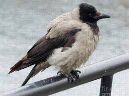 Attēlu rezultāti vaicājumam “Corvus cornix”