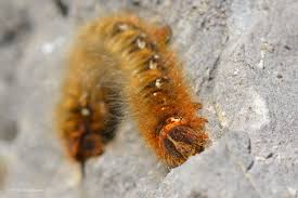 Attēlu rezultāti vaicājumam “Lasiocampa quercus”