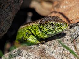 Attēlu rezultāti vaicājumam “Lacerta agilis male”