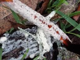 Attēlu rezultāti vaicājumam “Didymium crustaceum”