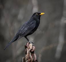 Attēlu rezultāti vaicājumam “Turdus merula male”