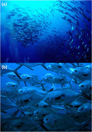 Image result for Trachinotus falcatus