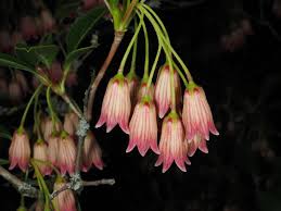 Attēlu rezultāti vaicājumam “Enkianthus chinensis flower”