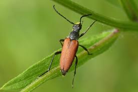 Attēlu rezultāti vaicājumam “Anastrangalia sanguinolenta”