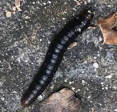 Attēlu rezultāti vaicājumam “Cucullia lucifuga”