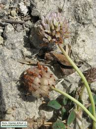 Attēlu rezultāti vaicājumam “Trifolium fragiferum fruit”