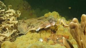 Image result for Microstomus kitt