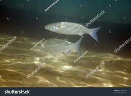 Image result for Crenimugil seheli