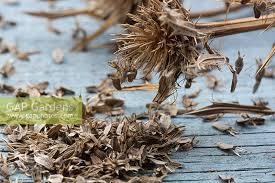 Attēlu rezultāti vaicājumam “Eryngium maritimum”