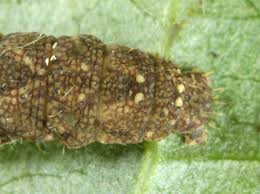 Attēlu rezultāti vaicājumam “Herminia tarsicrinalis”