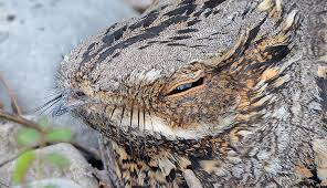 Attēlu rezultāti vaicājumam “Caprimulgus europaeus eggs”