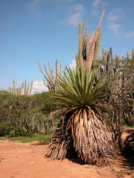 Attēlu rezultāti vaicājumam “Amarillidaceae”