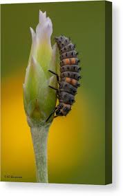 Attēlu rezultāti vaicājumam “Coccinella septempunctata larva”