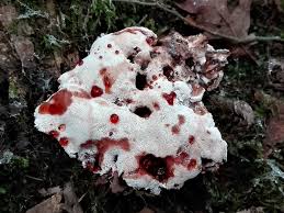 Attēlu rezultāti vaicājumam “Abortiporus biennis”