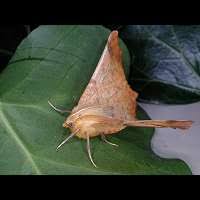 Attēlu rezultāti vaicājumam “Ennomos autumnaria”