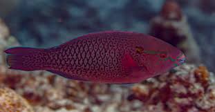 Image result for Scarus niger