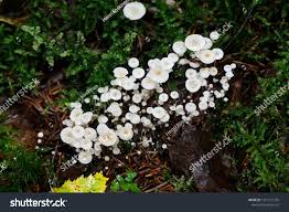 Attēlu rezultāti vaicājumam “Collybia tuberosa”