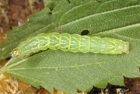 Attēlu rezultāti vaicājumam “Abrostola tripartita”