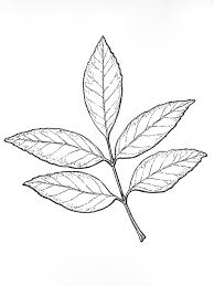 Attēlu rezultāti vaicājumam “Fraxinus pennsylvanica leaf”