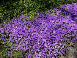 Image result for Aubrieta hybrida (cultorum)