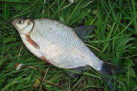 Image result for Blicca bjoerkna