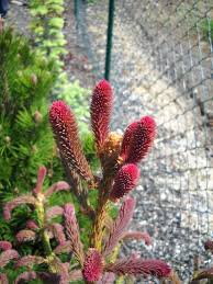 Attēlu rezultāti vaicājumam “Picea abies fo. virgata”