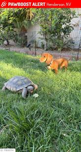 Attēlu rezultāti vaicājumam “Licea chelonoides”