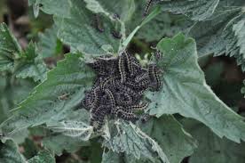 Attēlu rezultāti vaicājumam “Aglais urticae upperside”