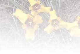 Attēlu rezultāti vaicājumam “Comatricha elegans stalked”