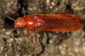 Attēlu rezultāti vaicājumam “Hylecoetus dermestoides”