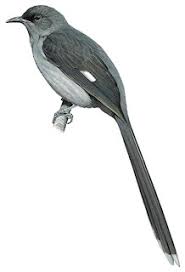 Attēlu rezultāti vaicājumam “Hemitrichia leiotricha”