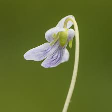 Attēlu rezultāti vaicājumam “Viola palustris”
