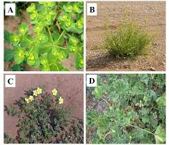 Attēlu rezultāti vaicājumam “Euphorbia helioscopia leaf”