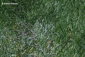 Attēlu rezultāti vaicājumam “Physarum obscurum”