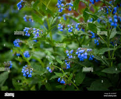 Attēlu rezultāti vaicājumam “Symphytum asperum flower”