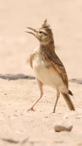 Attēlu rezultāti vaicājumam “Galerida cristata”