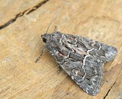 Attēlu rezultāti vaicājumam “Thalpophila matura”