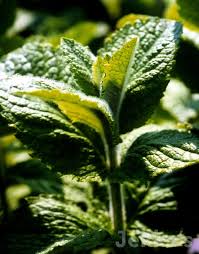 Attēlu rezultāti vaicājumam “Mentha x verticillata leaf”