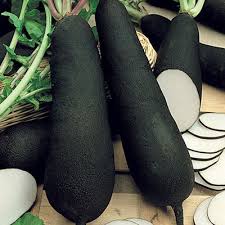radis noir