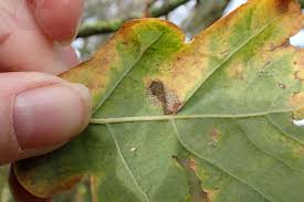 Attēlu rezultāti vaicājumam “Eucosma aspidiscana”