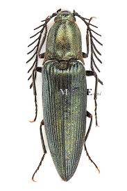 Attēlu rezultāti vaicājumam “Ctenicera pectinicornis male”