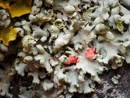 Attēlu rezultāti vaicājumam “Erythricium aurantiacum”