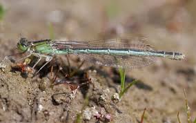 Attēlu rezultāti vaicājumam “Ischnura pumilio”