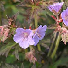 Attēlu rezultāti vaicājumam “Geranium pratense leaf”