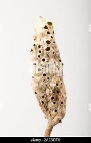 Attēlu rezultāti vaicājumam “Diastrophus rubi”