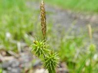 Attēlu rezultāti vaicājumam “Carex lepidocarpa”