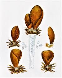 Attēlu rezultāti vaicājumam “Otidea leporina”